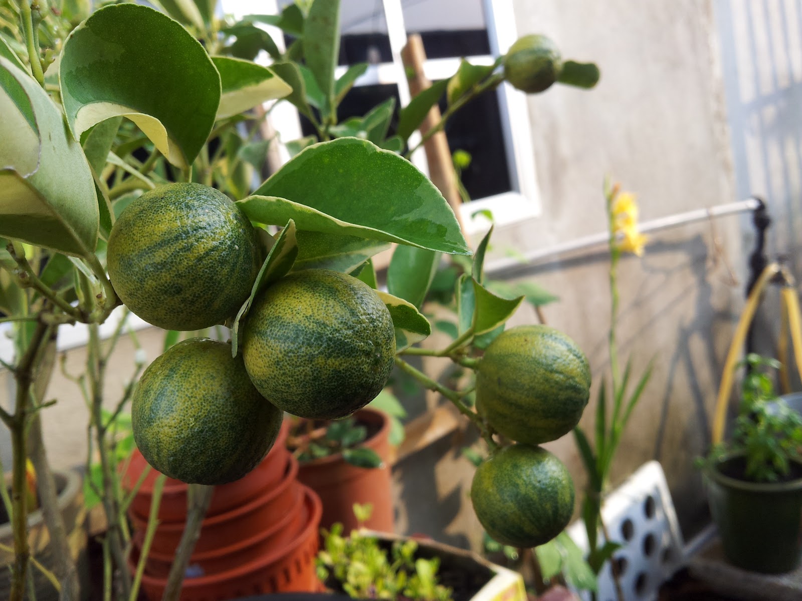 Tangan Panas Panas Sejuk Limau Kasturi Batik Limau Bola Limau