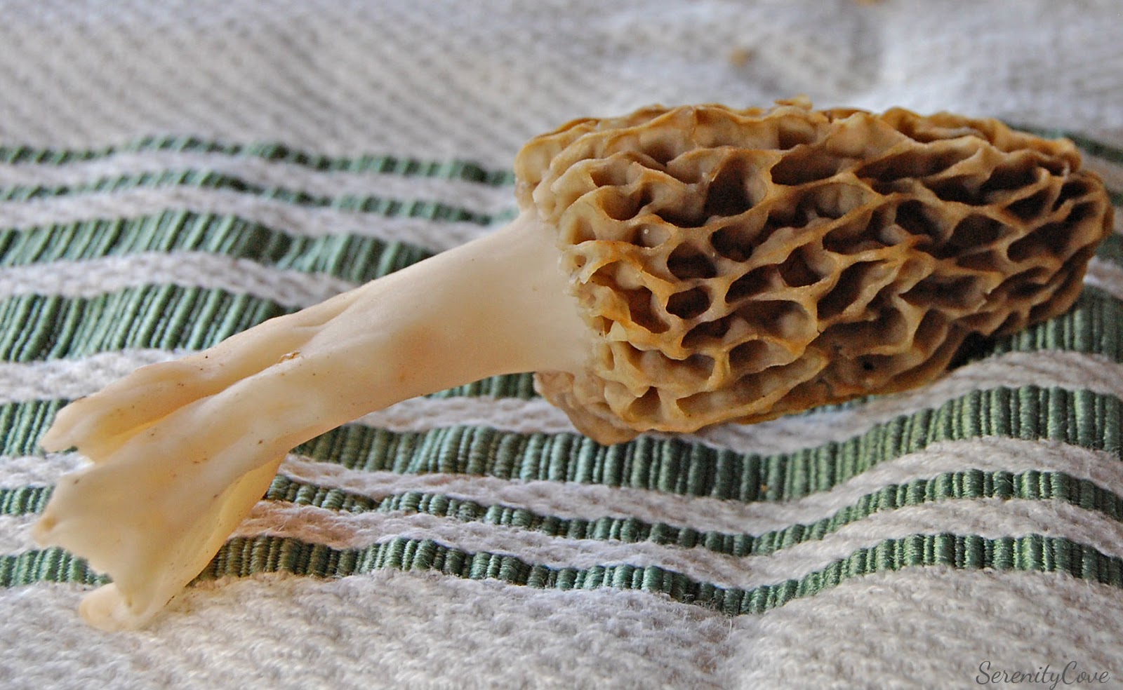 Serenity Cove: Morel Mushrooms