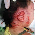 Photos/Video: Toddler savagely attacked by family dog