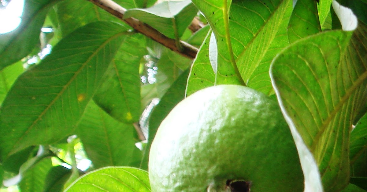 World of Fruit English Guava in herbal medicine