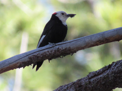 white-headed woodpecker