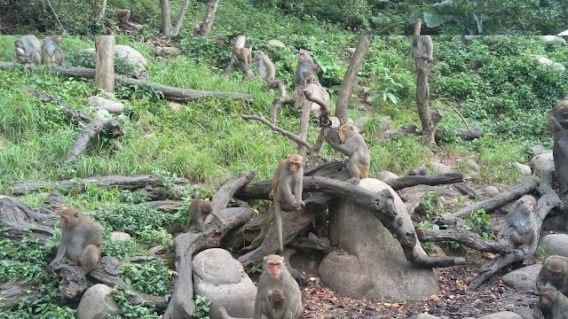 【台中旅遊景點推薦】大坑郭叔叔獼猴生態園區 【台中旅遊景點推薦】大坑郭叔叔獼猴生態園區