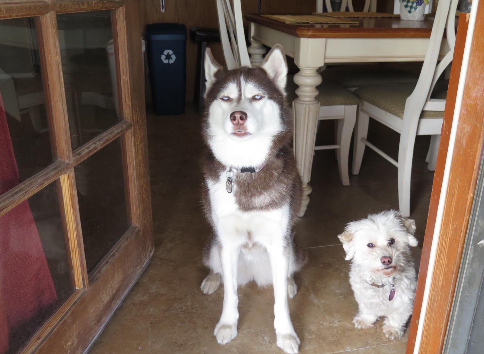 Dogs Luv Us and We Luv Them HOW TO PREVENT YOUR DOG FROM DOOR DASHING