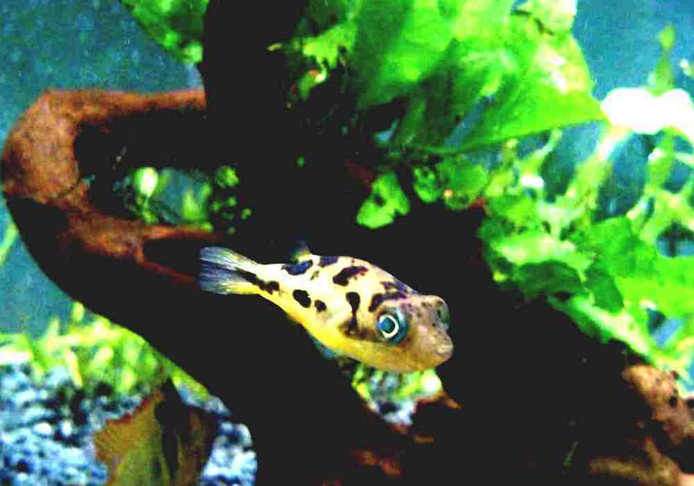 Dwarf Pufferfish Puffer Fish Aquarium