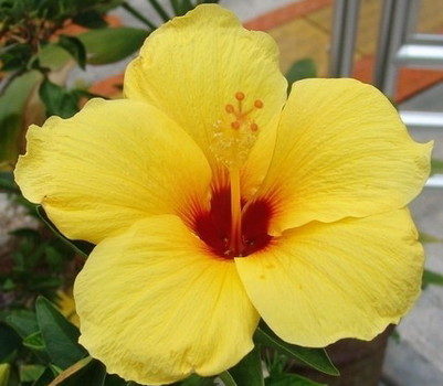 real world gardener flowers the size of dinner plates