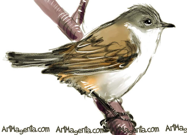 The Lesser Whitethroat sketch painting. Bird art drawing by illustrator Artmagenta.