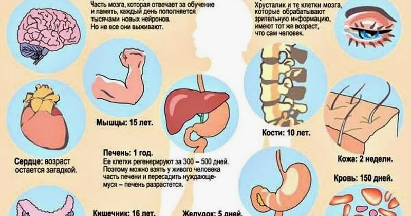 Обновление клеток мозга. Какие органы обновляется. Обновление клеток в организме человека. Обновление органов человека. Сроки обновления клеток организма.