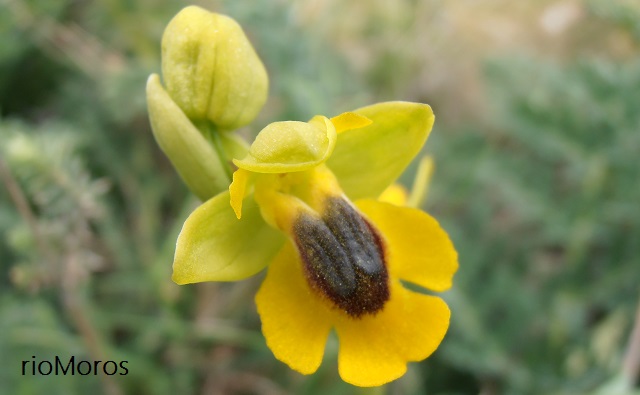 Abejera amarilla Ophrys lutea
