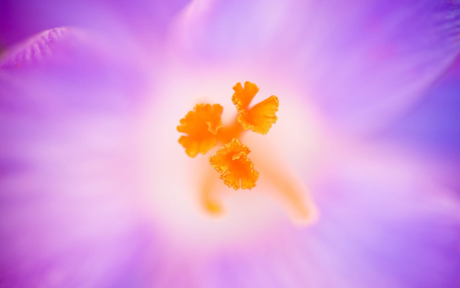 flower background images flower background images