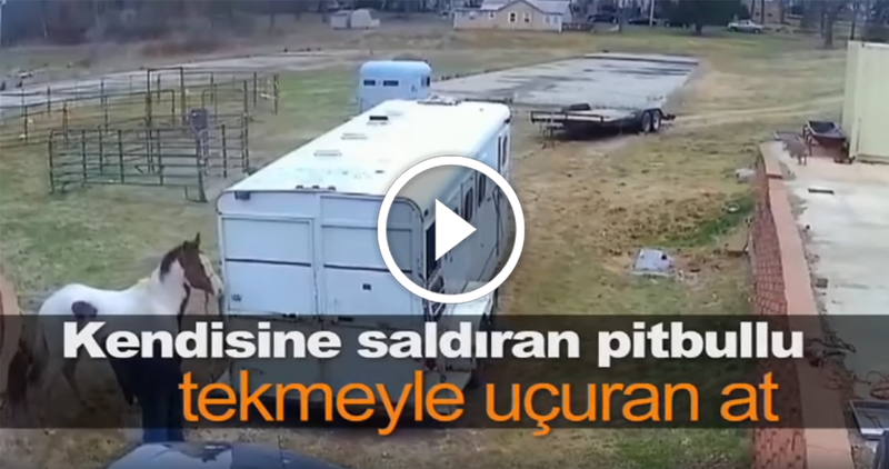 Kendisine saldıran pitbullu tekmeyle uçuran at