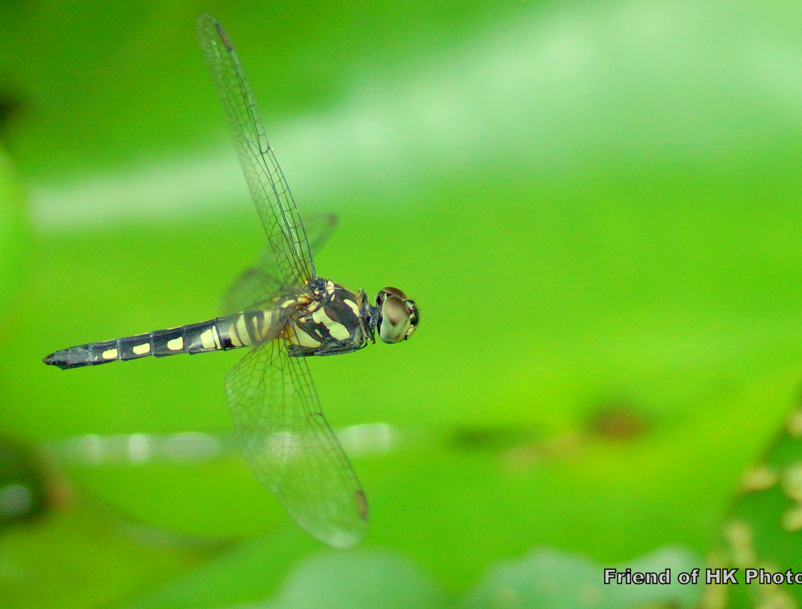 Photographic Wildlife Stories in UK/Hong Kong: Pretty Dragonflies