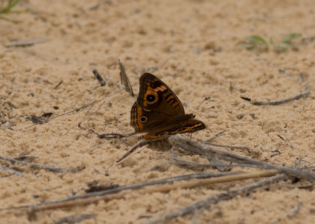 Mangrove Buckeye - Merritt Island, Florida Mangrove Buckeye - Merritt Island, Florida