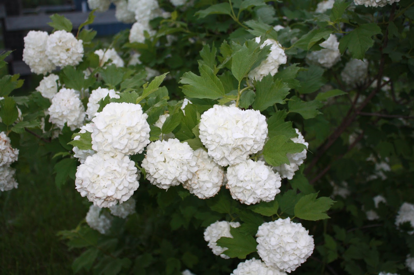 Once Upon a Family Snowball Bush