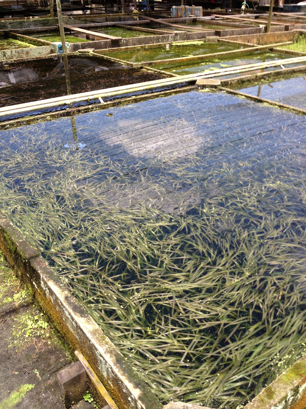 My Journey Of Keeping Planted Tanks Pasir Ris Fish Farms Trip