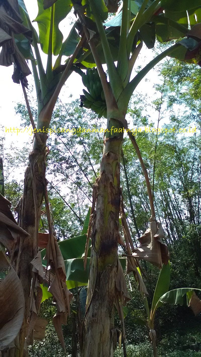 Pohon pisang yang memiliki nama lain pisang sepatu Gambar Pohon pisang yang memiliki nama lain pisang sepatu