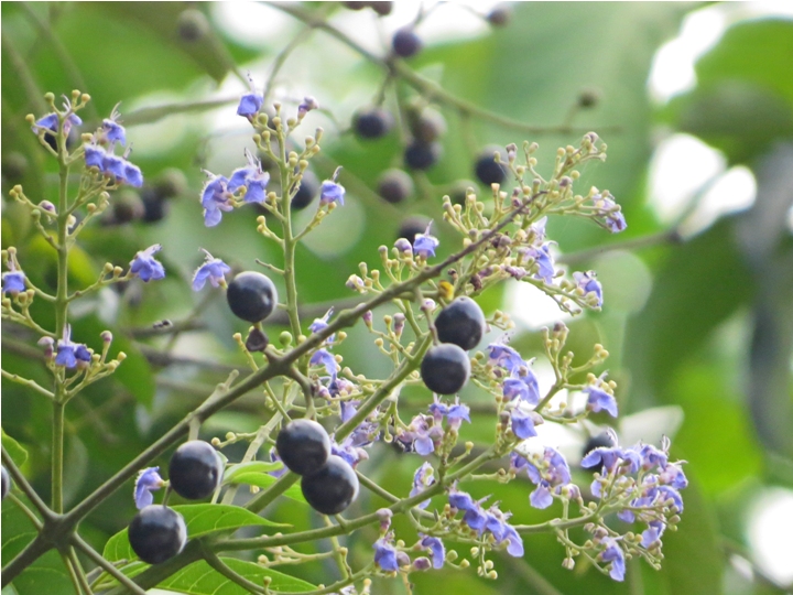 Grow and be like the molave reflection image