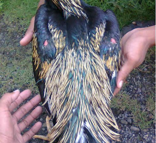 Ayam Bangkok Top: Contoh Champion Si Cobra