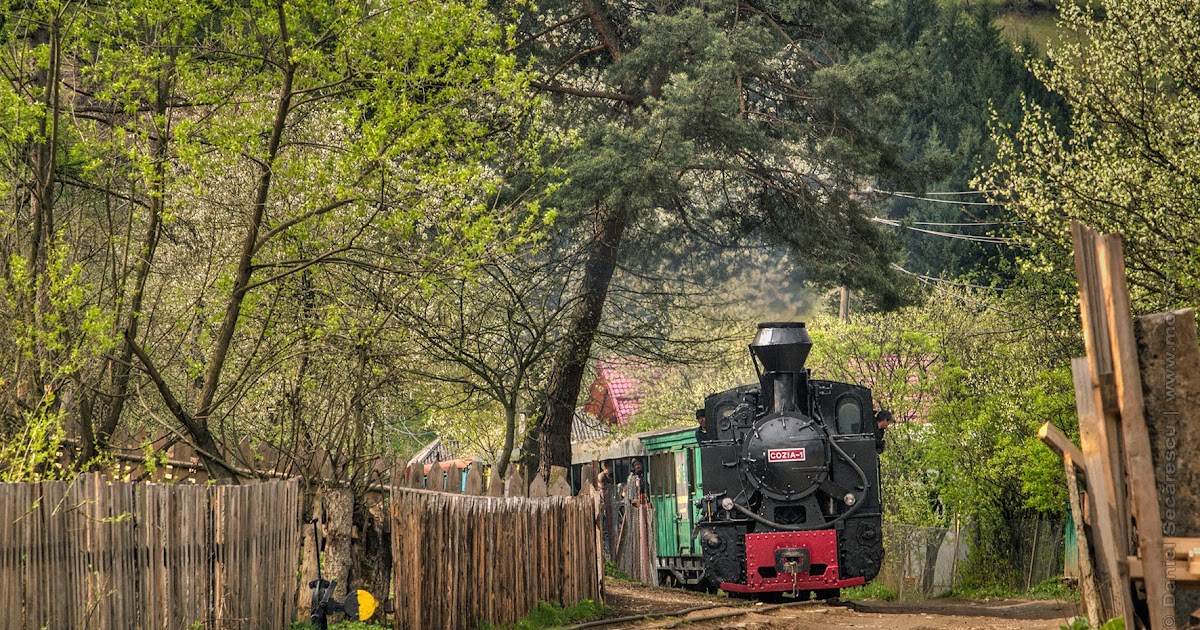 Mocanita Trenul Forestier Cu Abur Pe Linie Ingusta Cu Mocanita De Paști