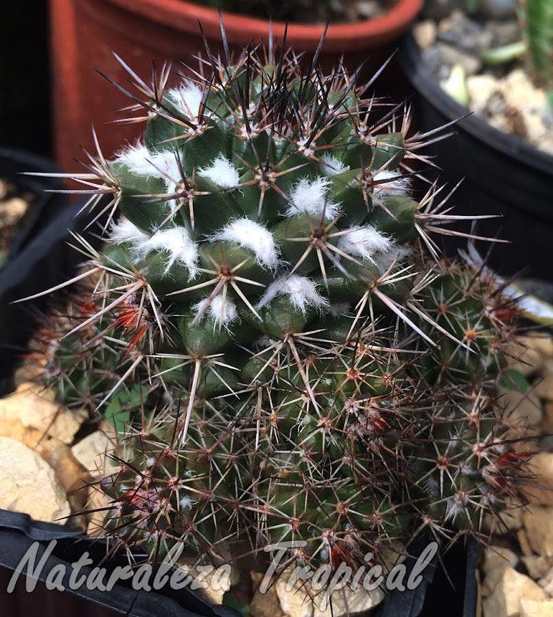 Mammillaria voburnensis lleno de hijuelos listos para multiplicar