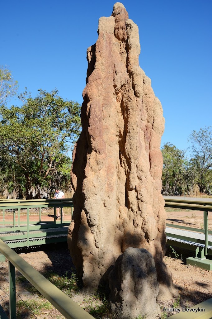 кафедральные и плоские магнитные термитники (Magnetic Termite Mounds)