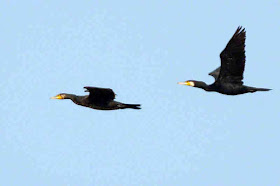 Great Cormorants, flying, birds, pair