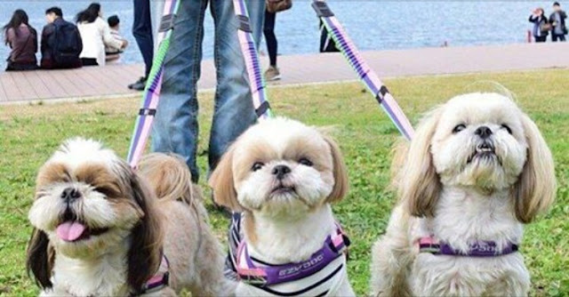 9 Fatos Sobre Shih Tzu Que Você Provavelmente Não Sabia