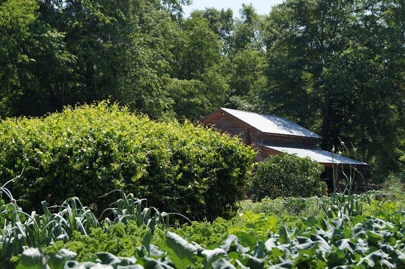 Elm Street Gardens Sparta, GA