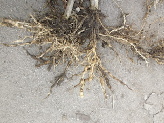 Huertos Urbanos: CULTIVO DE TOMATE