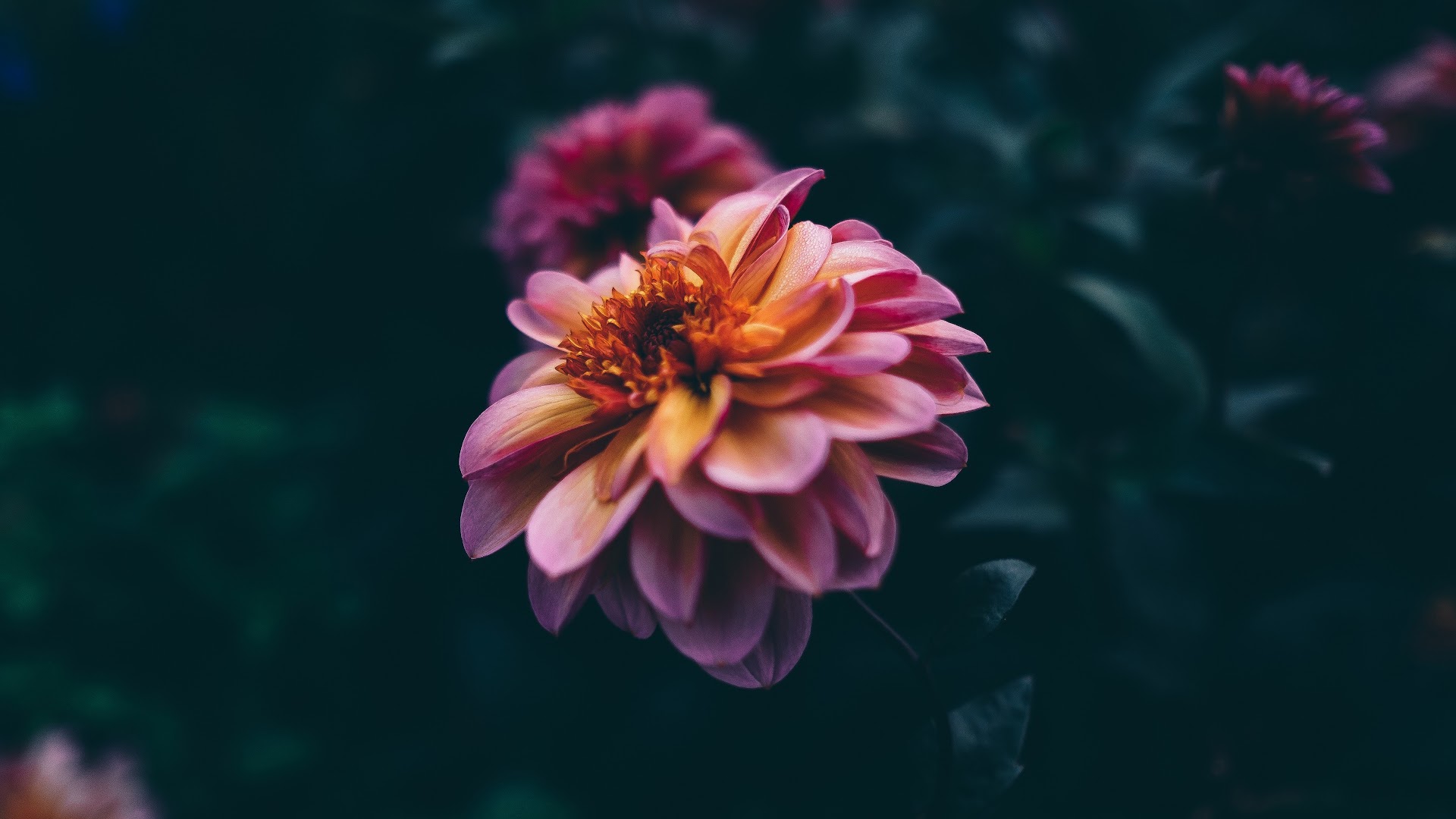 wallpaper 4k flores Spring park white tulip flowers 2560x1600 : wallpapers13.com