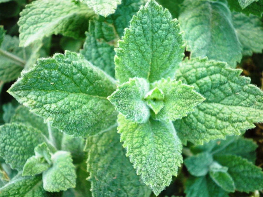 The Essential Herbal Blog Mints are in the Meadow