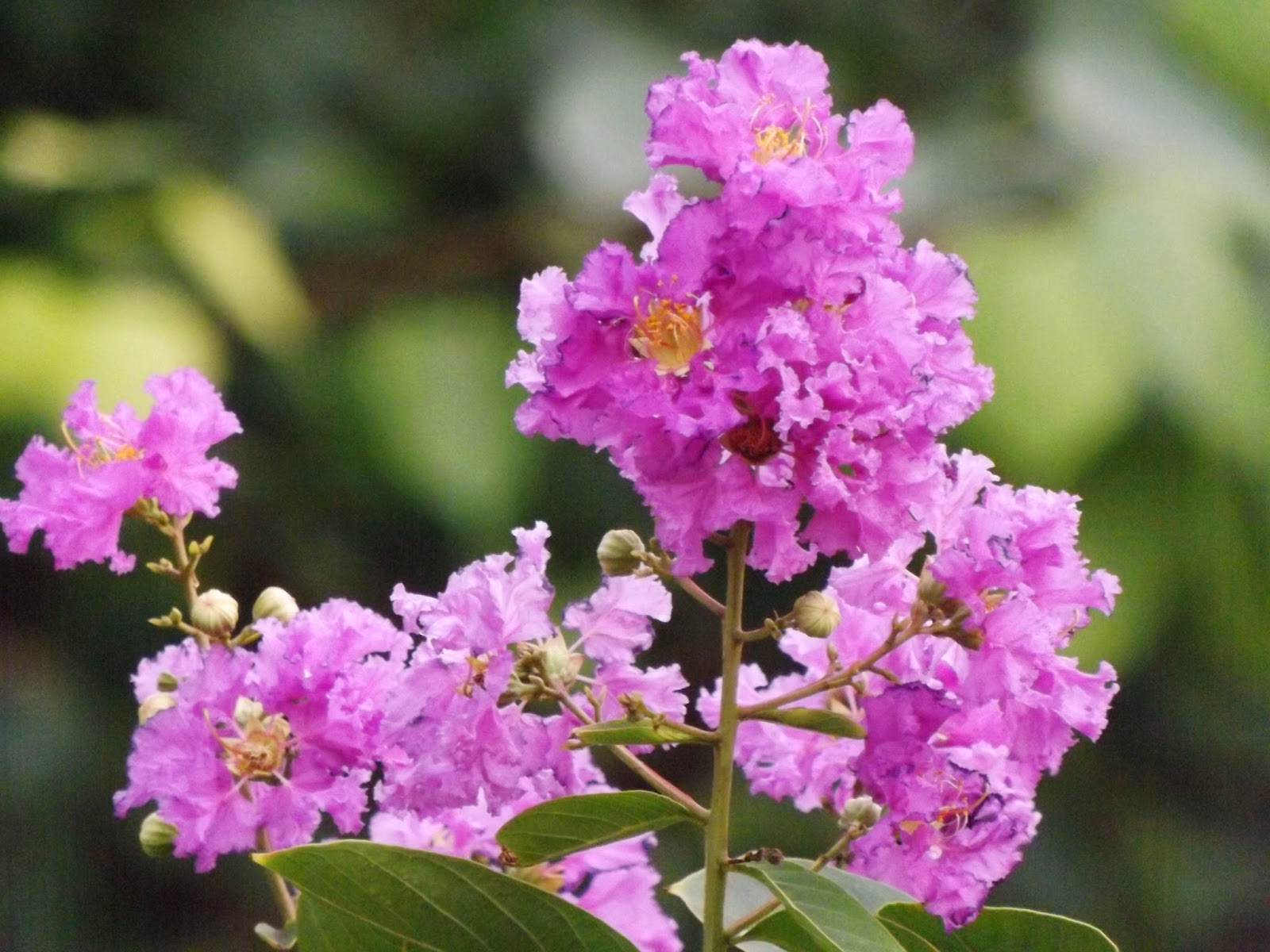 Tulsa Gentleman Dwarf Crepe Myrtle