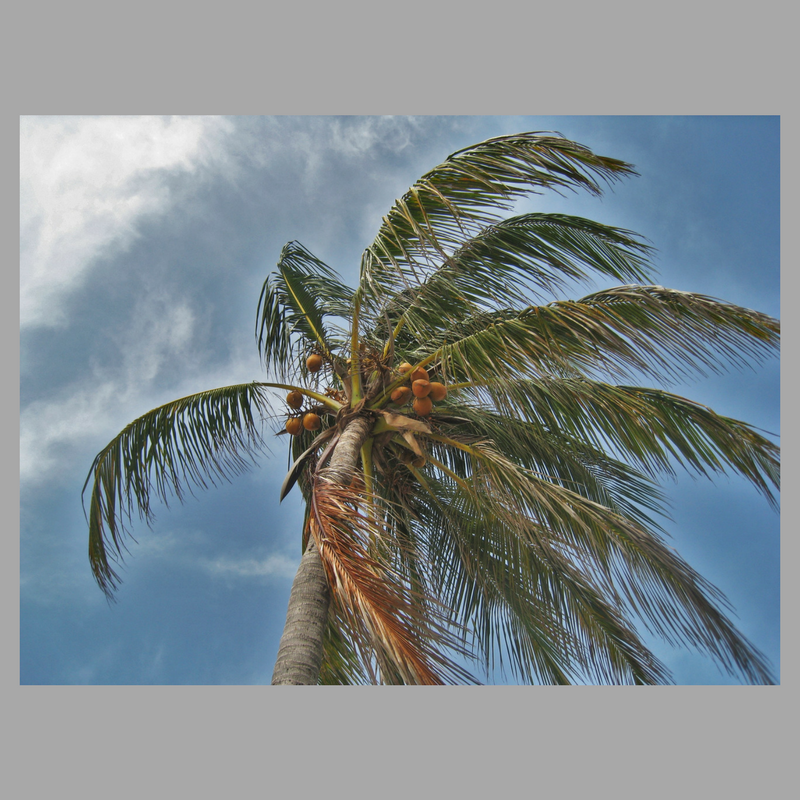 Disaster resources for school counselors