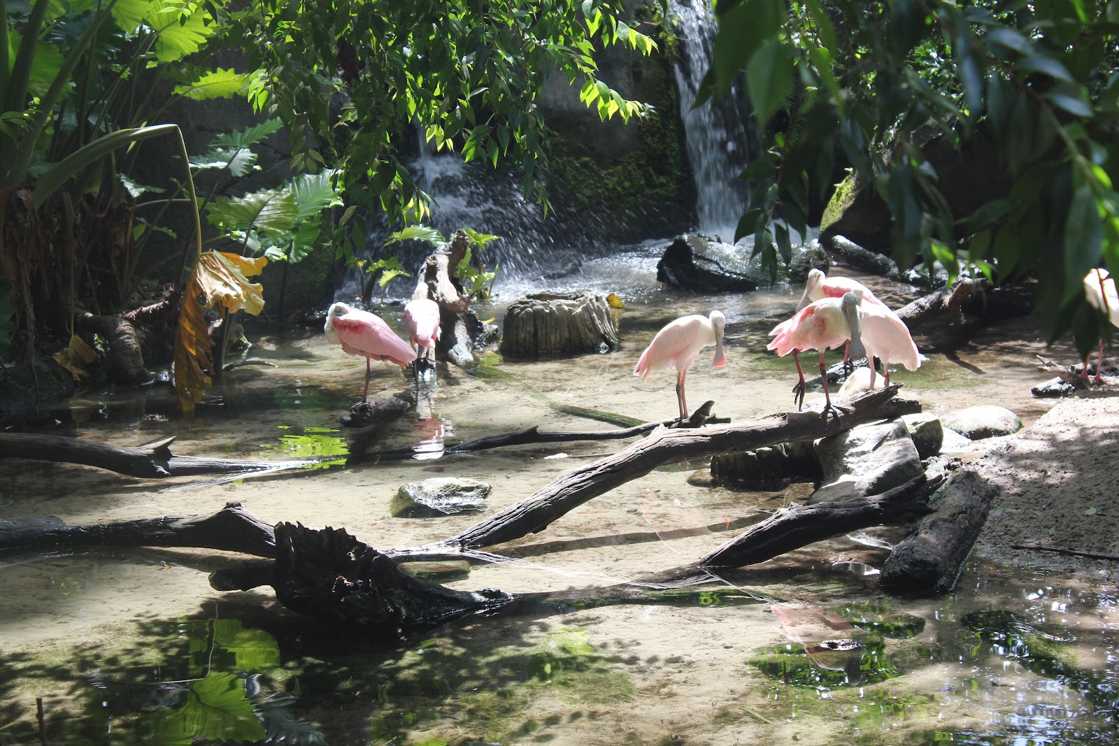 Pajama Penguin Productions: Creatures of Central Florida: Roseate Spoonbill