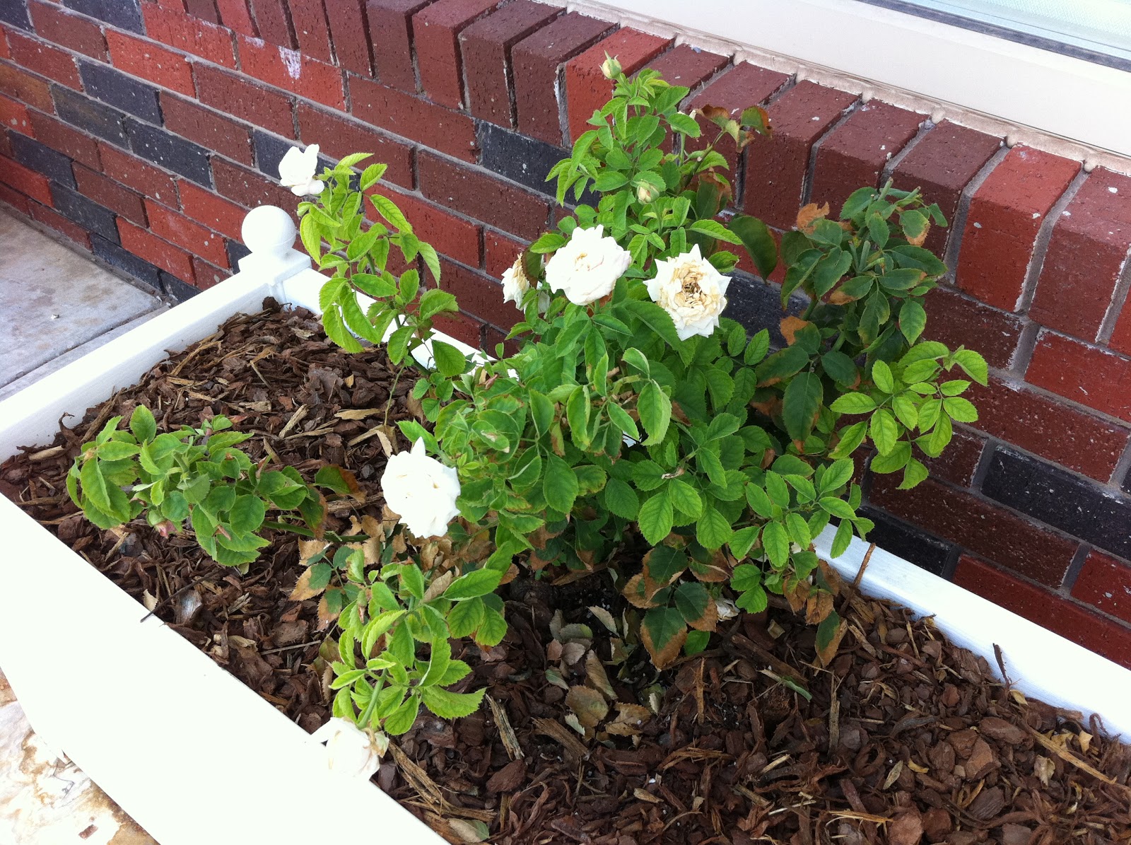 Bring Back the Roses