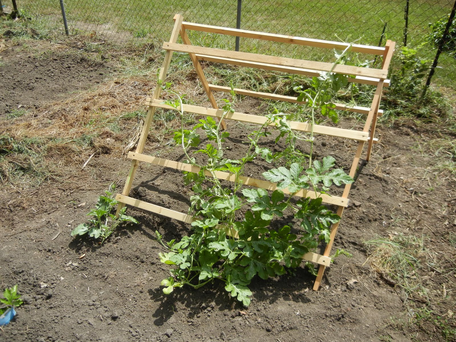 Garden like a Squirrel squash update and new trellis