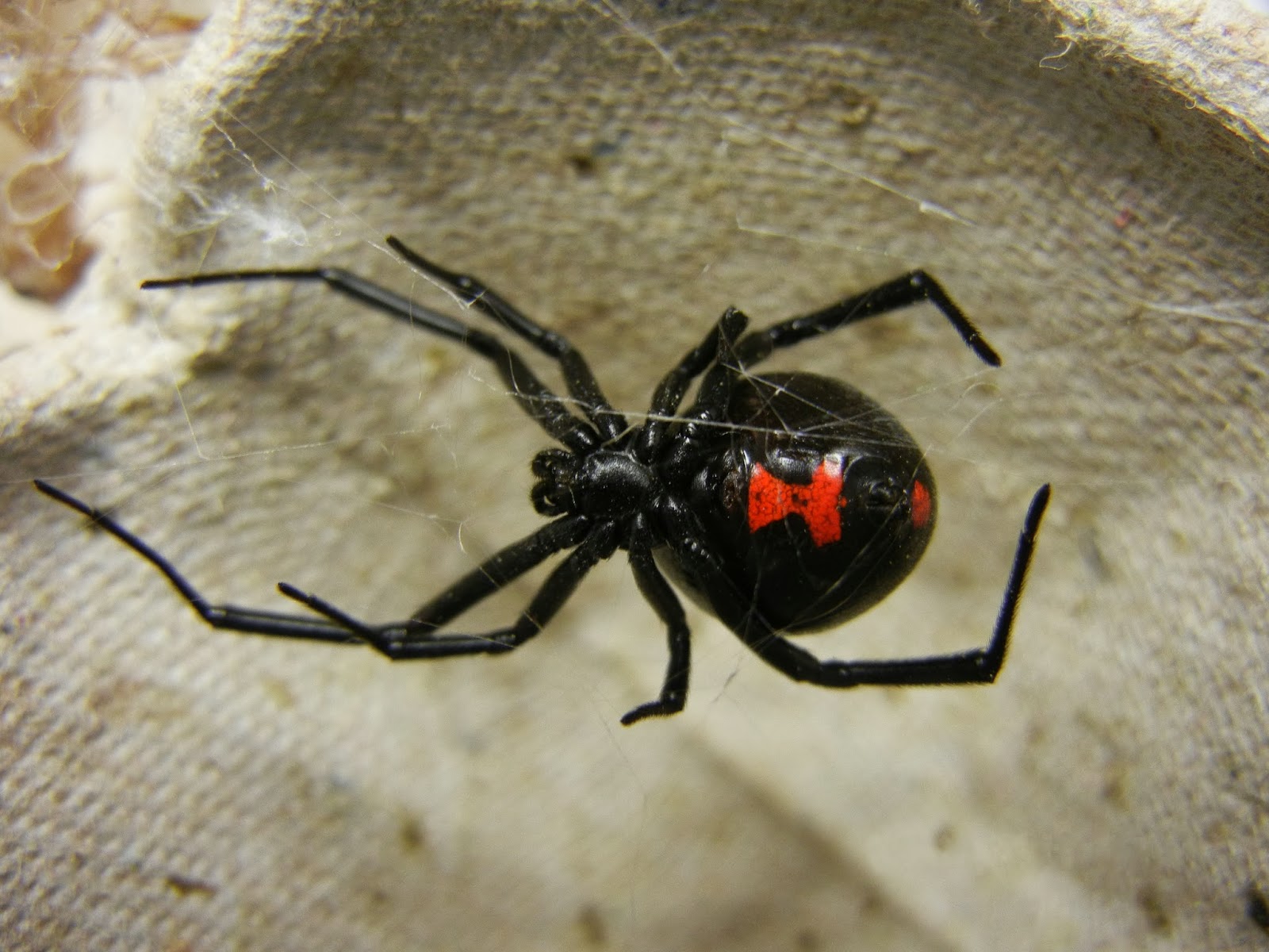 Weighty Matters Saturday Stories Facebook, Black Widows and Whole Foods Weighty Matters Saturday Stories Facebook, Black Widows and Whole Foods