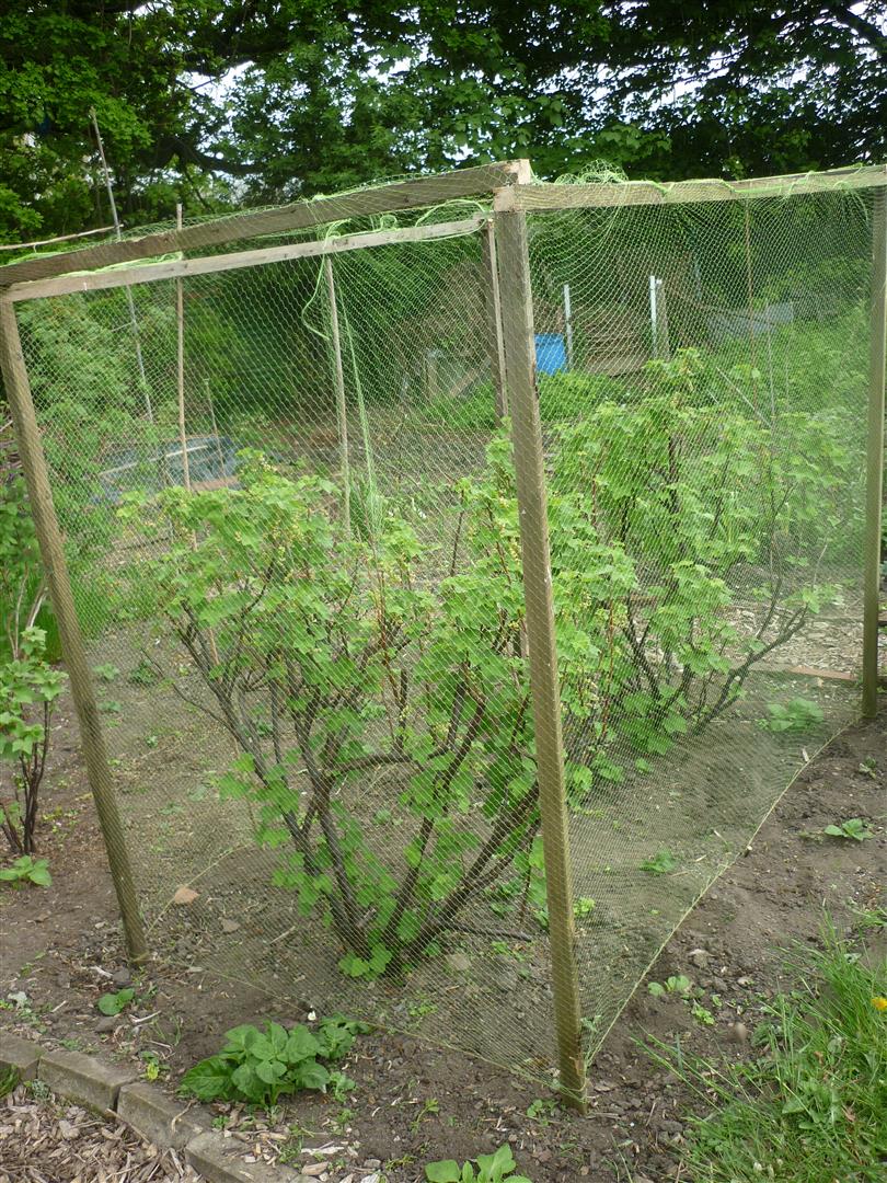 Jill's Allotment Simple Fruit Cages