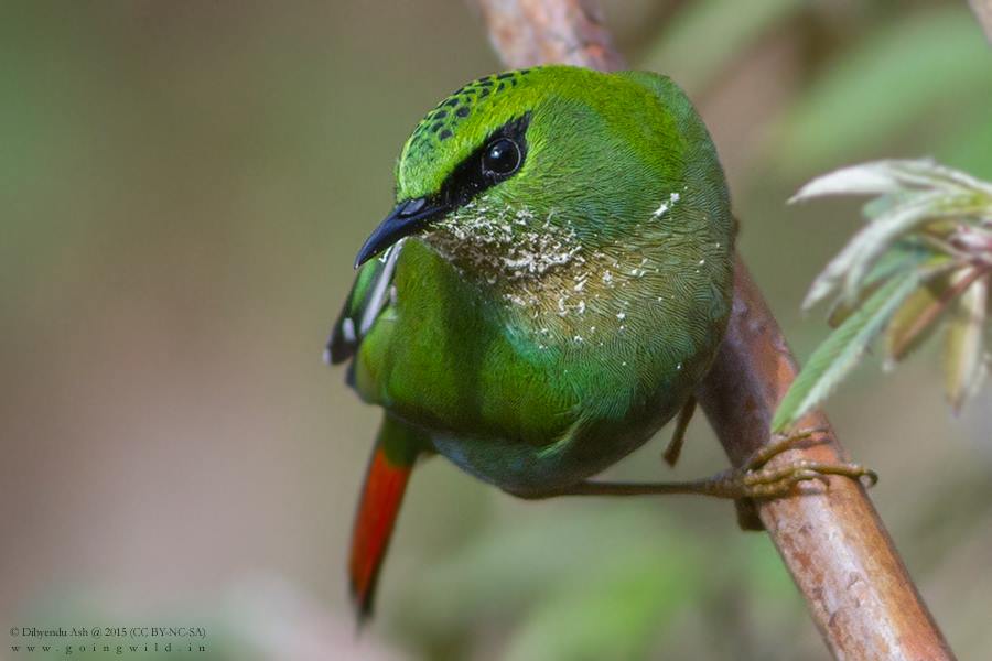 Fire-tailed Myzornis from Pangolakha Wildlife Sanctuary