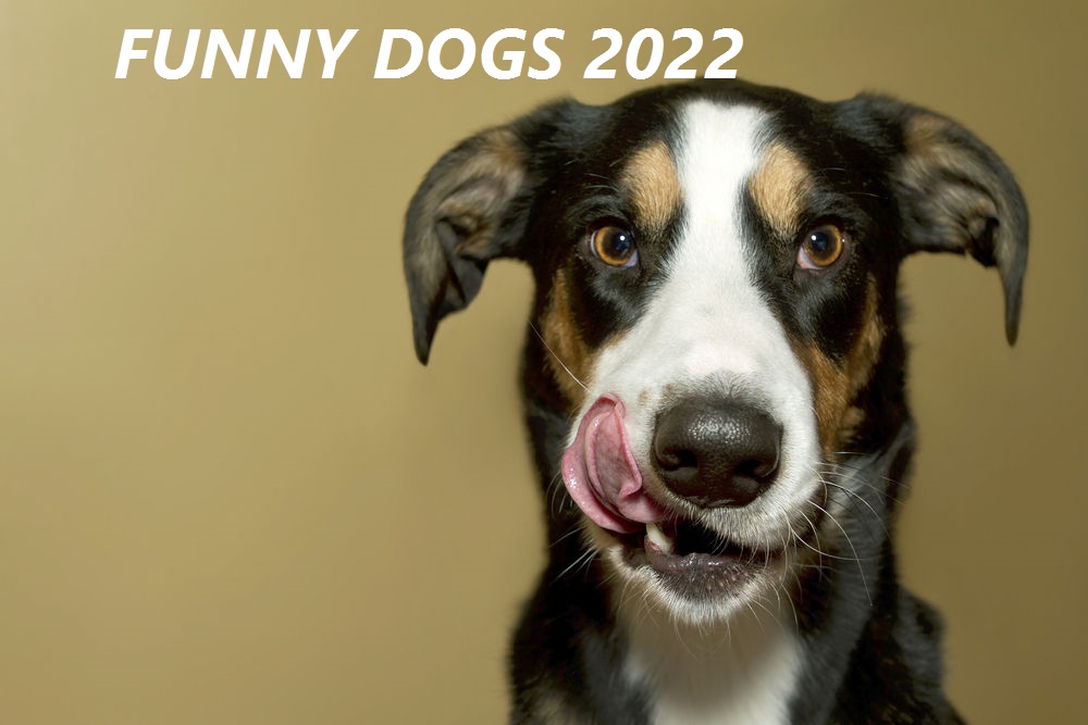 How To Get Your Dog To Quit Eating Poop How To Get Your Dog To Quit Eating Poop