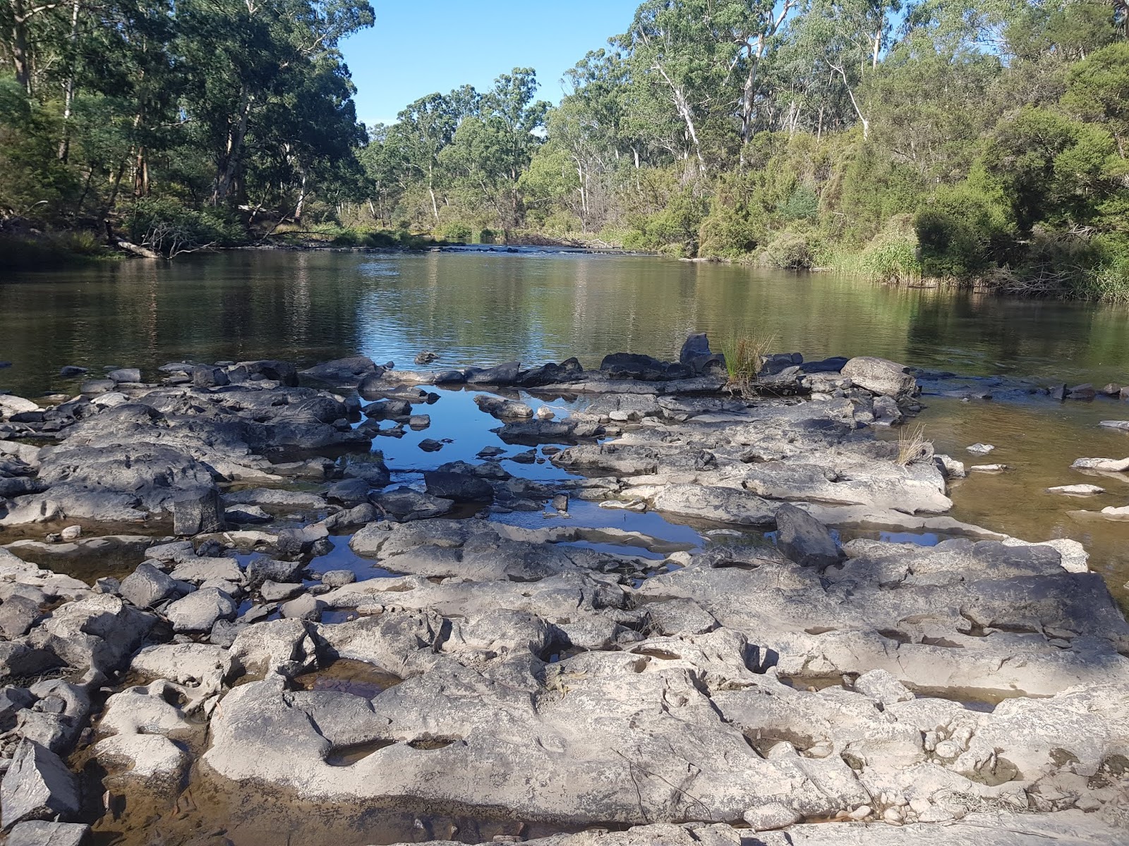 The Experience Freshwater Swimming in the Yarra River near Melbourne