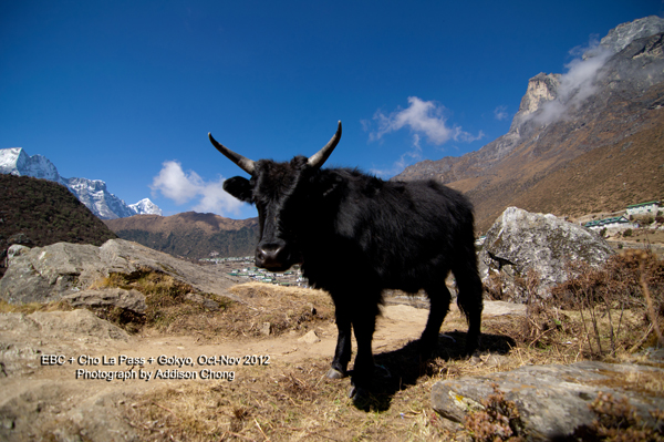 Dzong or Yak