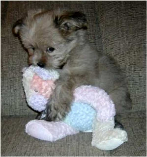 Dog has teddy Dog has teddy