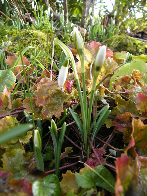 Au gré du jardin Jardin Créatif Dhiver