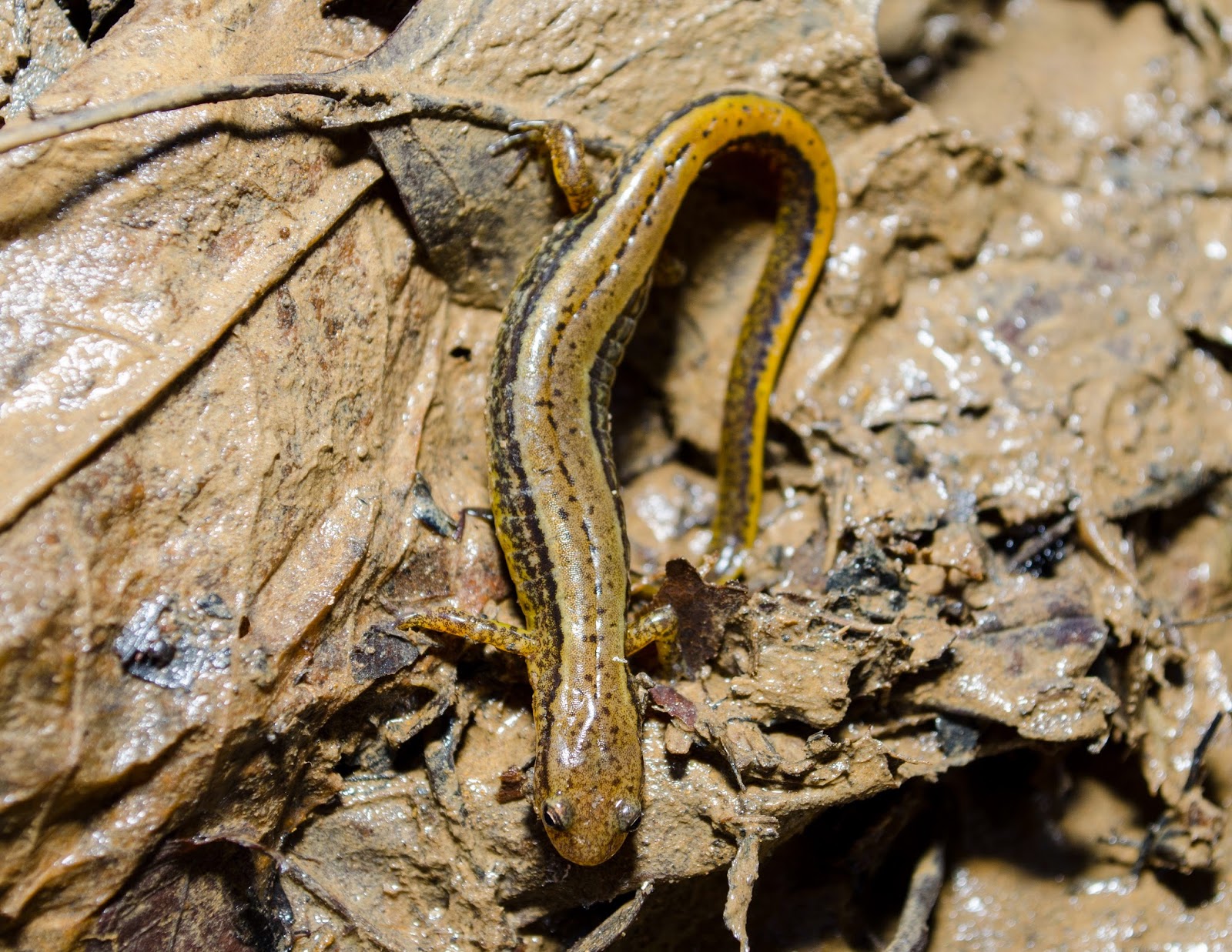 Southern Two-Lined Salamander, Eurycea cirrigera