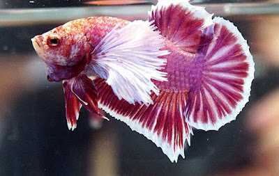 Hasil gambar untuk ikan cupang gajah
