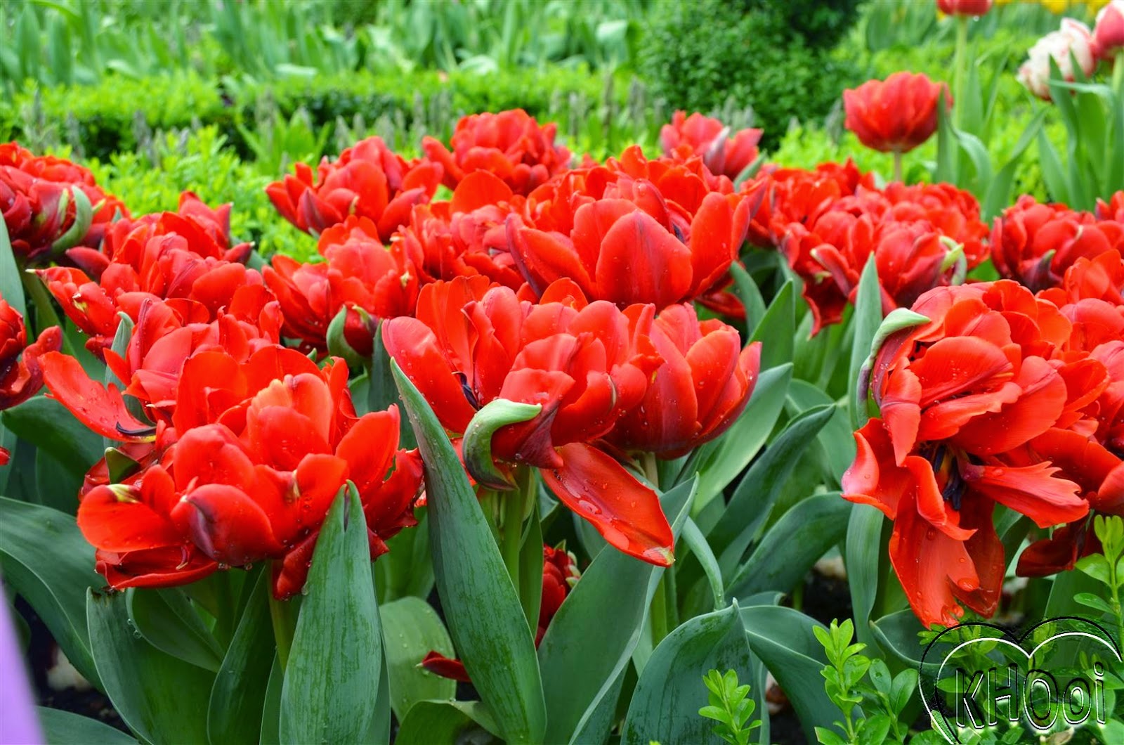 Тюльпан Tulipa Red Princess