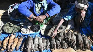  1 किलो चूहे का मांस 200 रुपए में बिकता है जहा