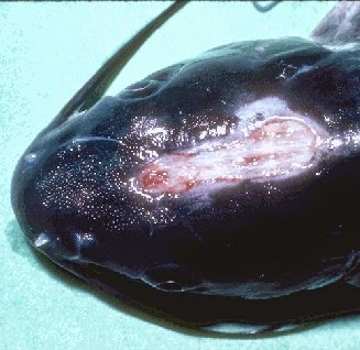 Bacterias comunes para peces de estanque Bacterias comunes para peces de estanque