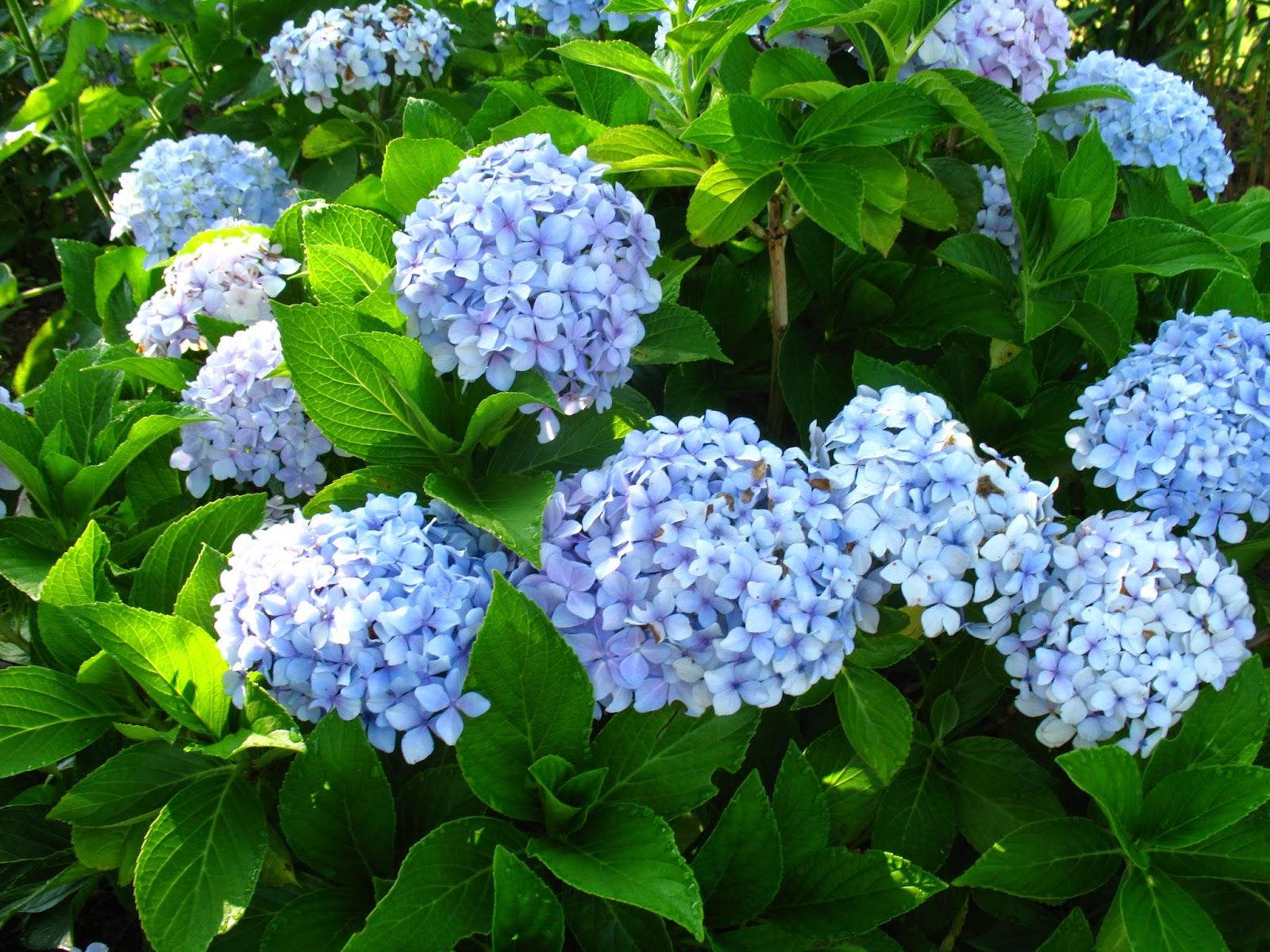 Le Retour Chez Canelle Fleurs Du Jardin