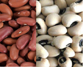 Beans meaning in hindi, Spanish, tamil, telugu, malayalam, urdu, kannada name, gujarati, in marathi, indian name, marathi, tamil, english, other names called as, translation Beans meaning in hindi, Spanish, tamil, telugu, malayalam, urdu, kannada name, gujarati, in marathi, indian name, marathi, tamil, english, other names called as, translation